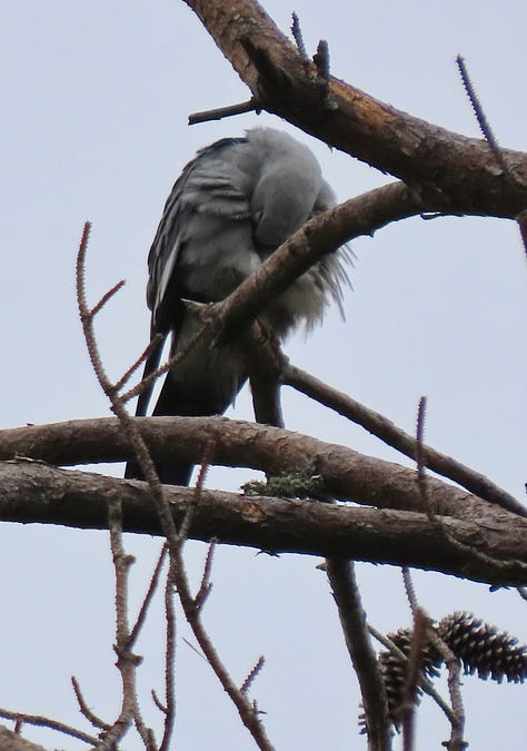 A gray bird preening on bare branches