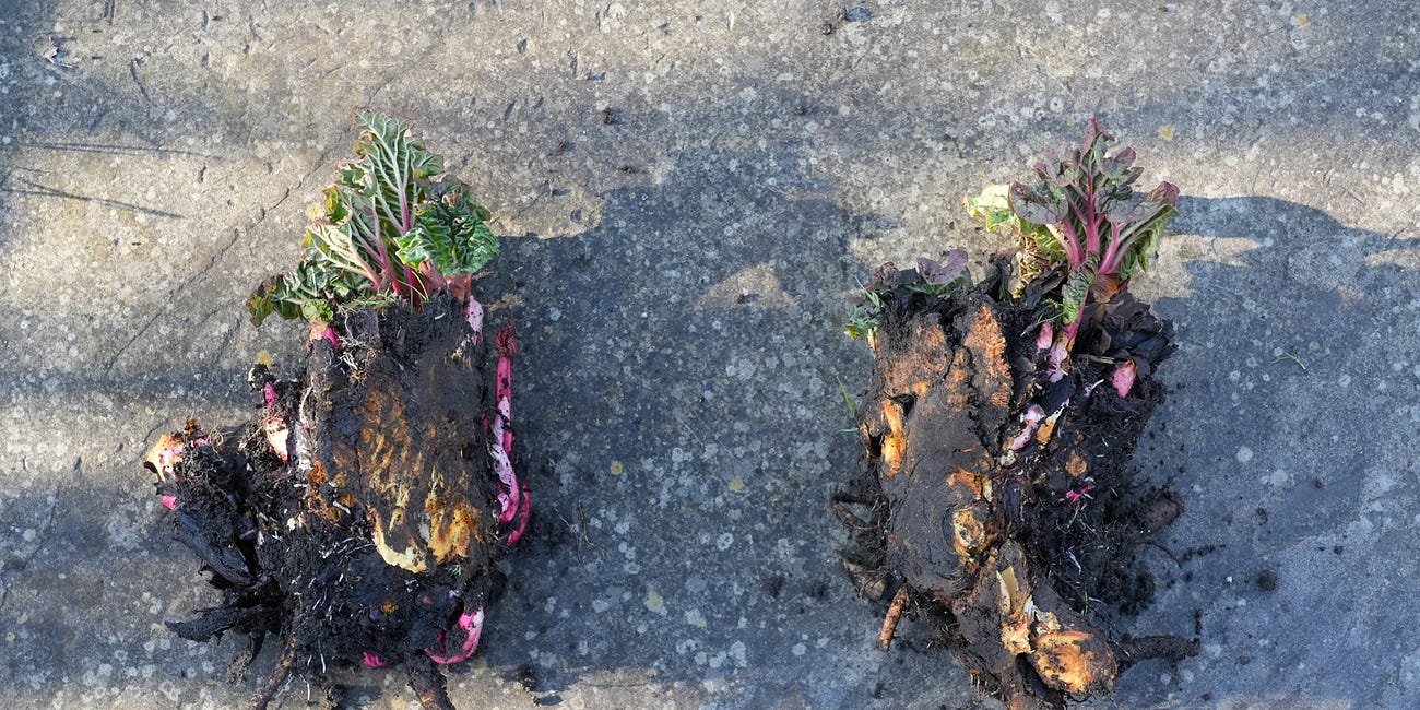 Divide perennials for free plants