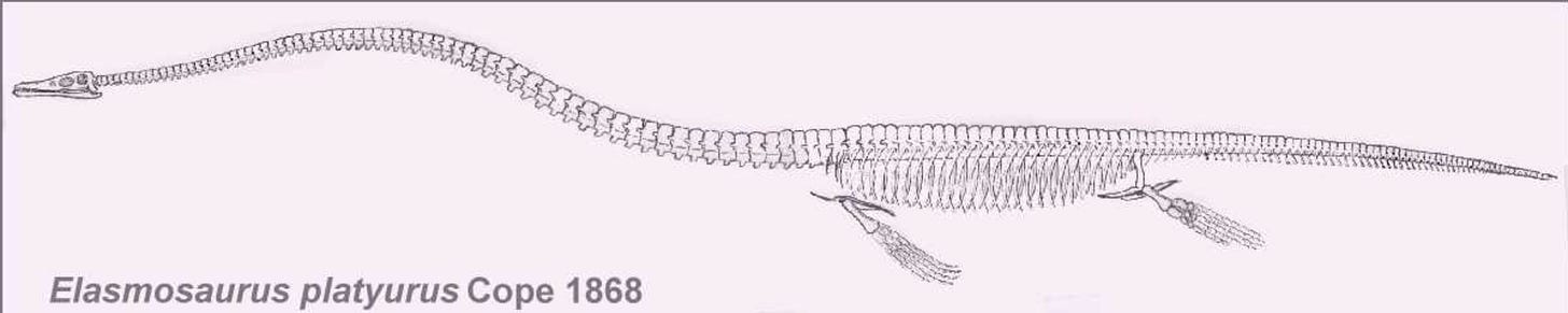 A hastily revised reconstruction of a plesiosaur with an extremely long neck and a comparatively short tail.