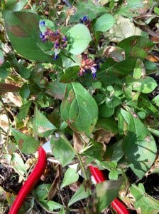 october garden