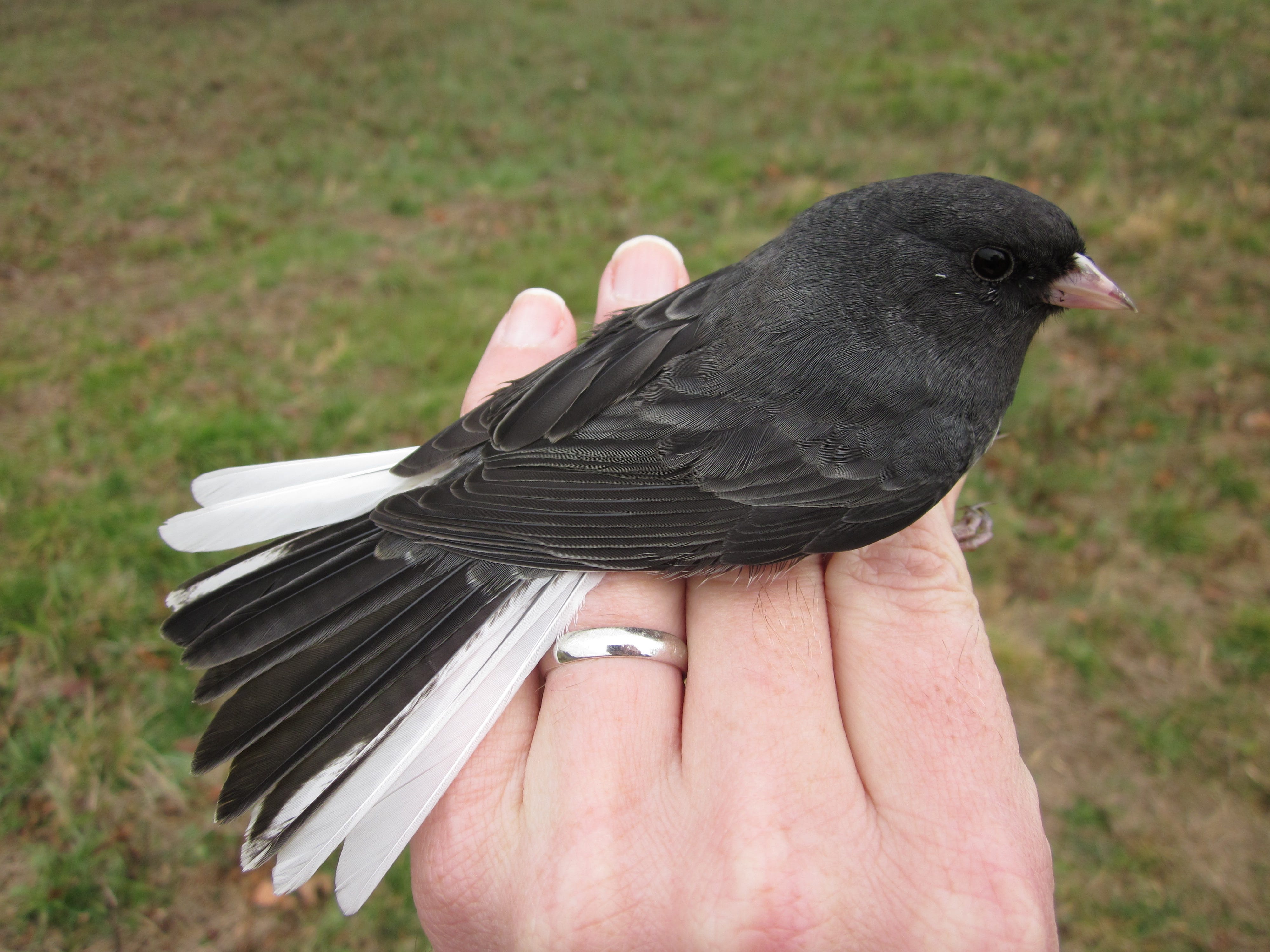 Dark-eyed Junco: Northern Naturalist #35 - by Dave Benson