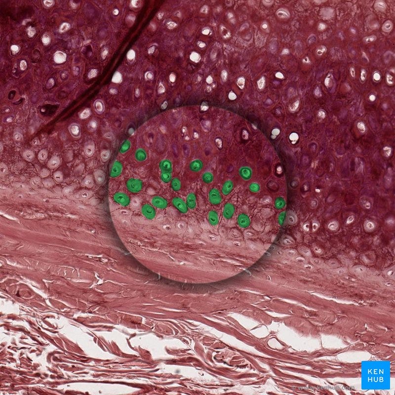 Chondrocytes: anatomy and function | Kenhub