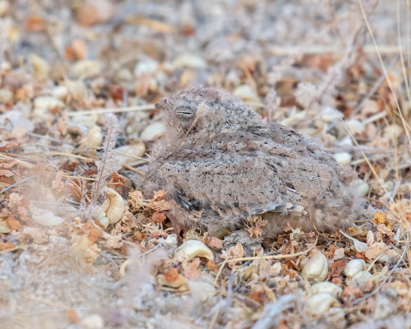 20200625_Things-21-Edit.jpg 20200625_Things-21-Edit.jpg