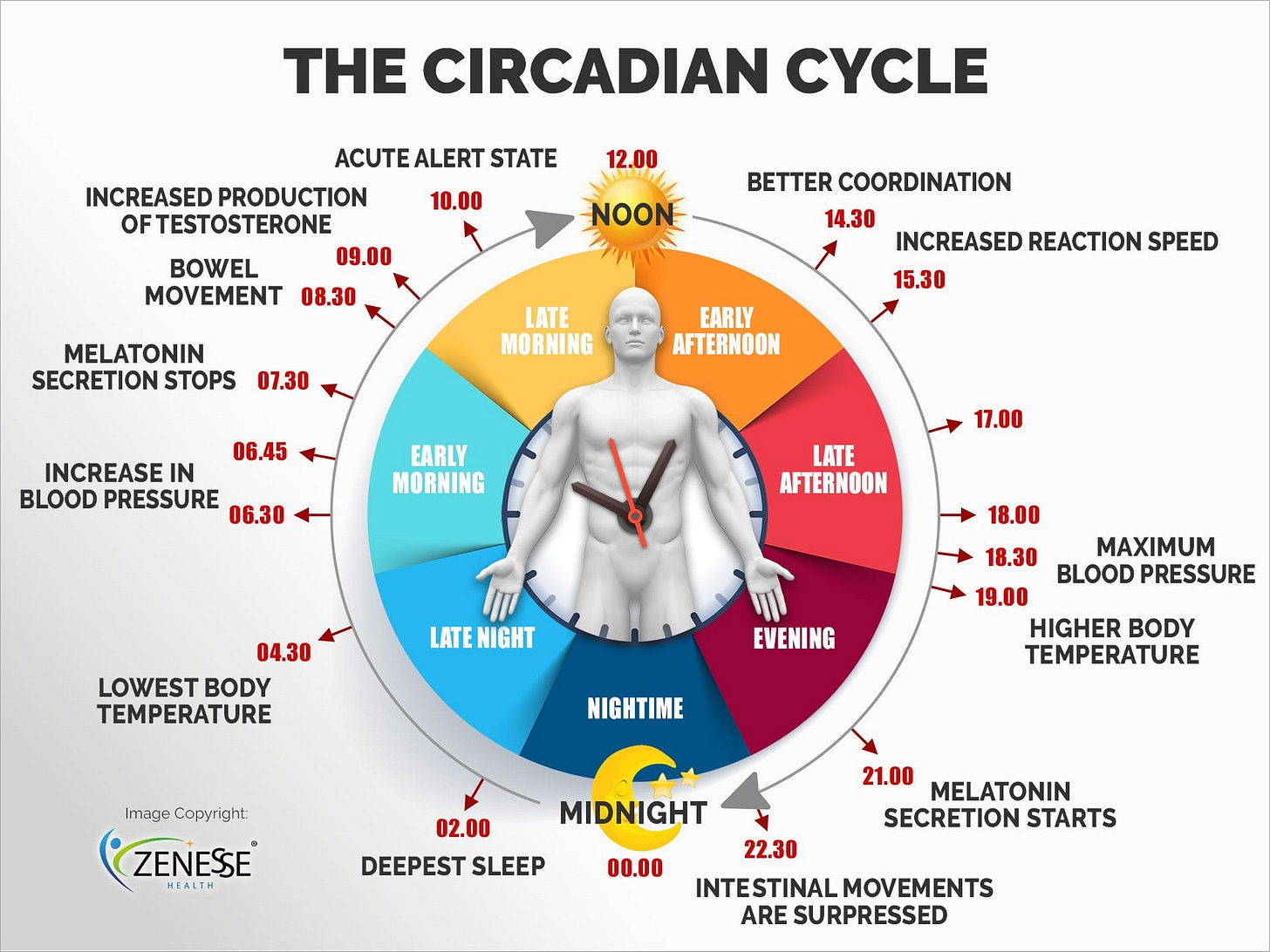 The 24 hour natural circadian sleep rhythm | Zenesse Health ...