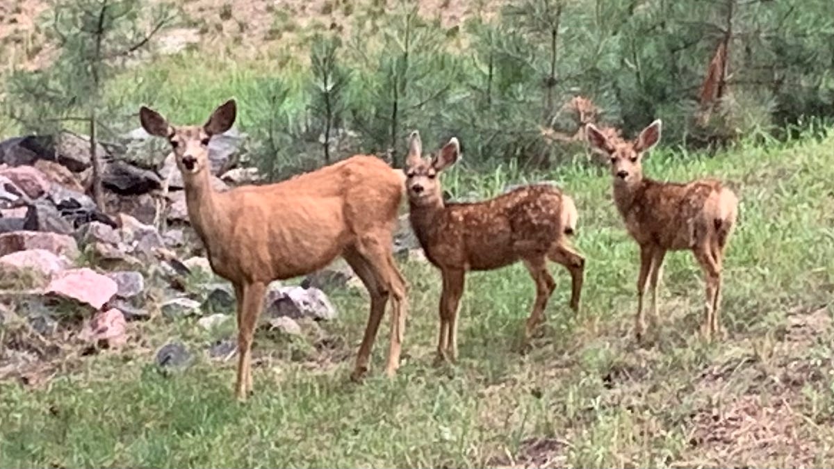 My Deer Friend... - Steve Physioc