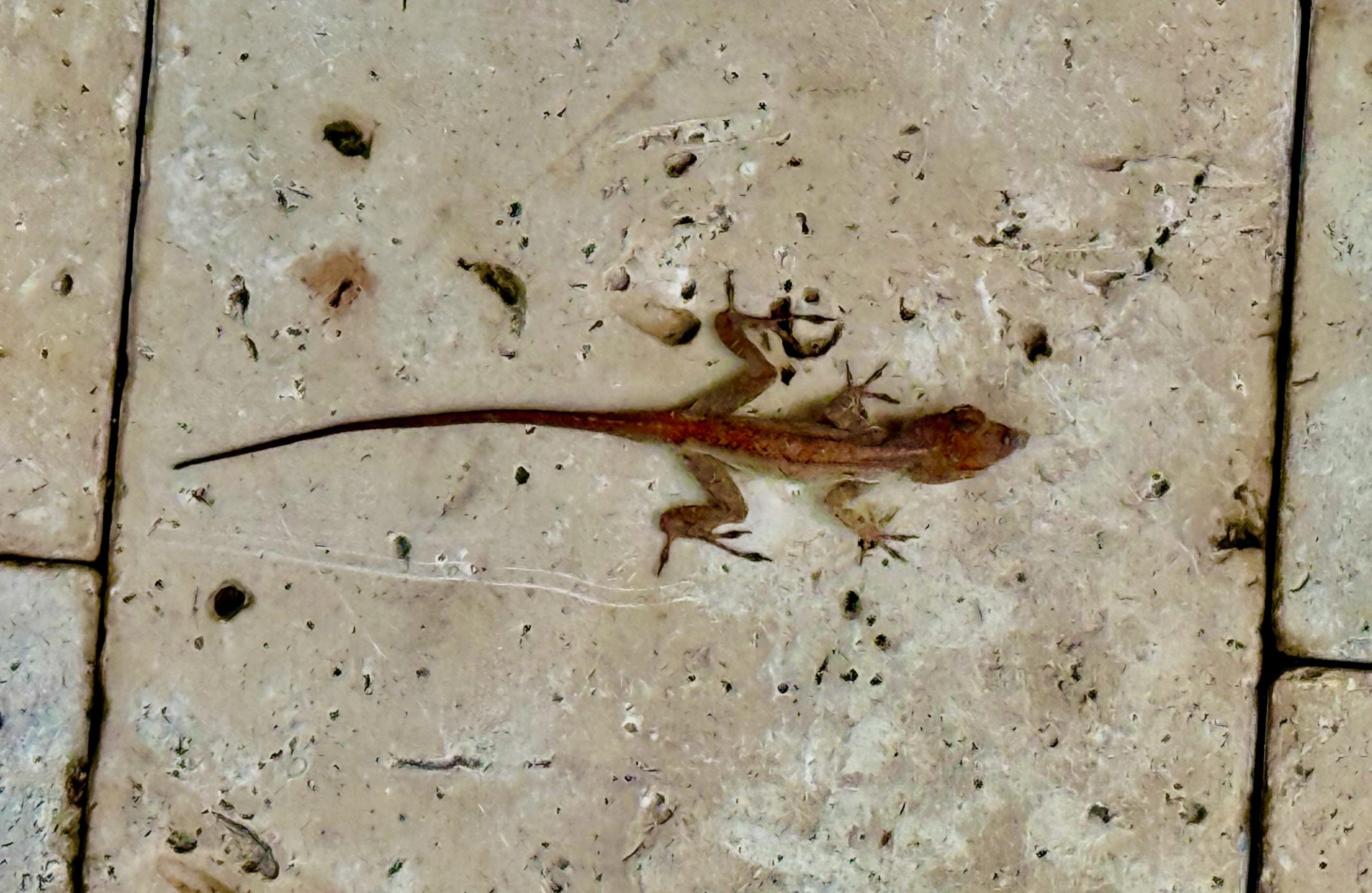 The Looming Lizard Crisis - Dave Barry's Substack