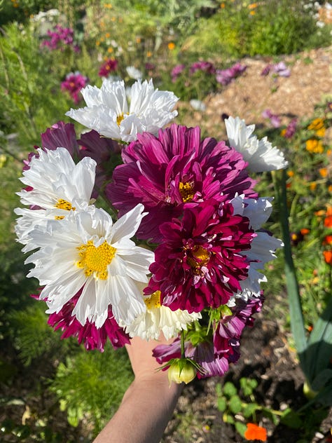 Bright pink cosmo with a bee