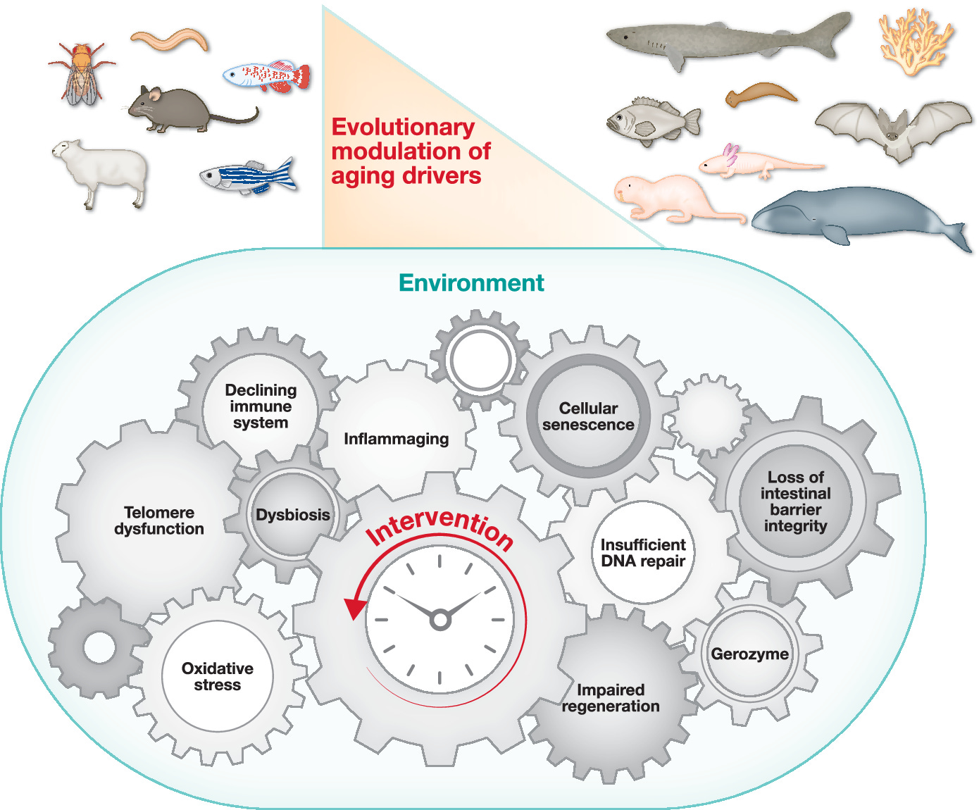 Figure 1: Aging is fundamentally a time-dependent process (central clock) interacting with the environment (blue oval).