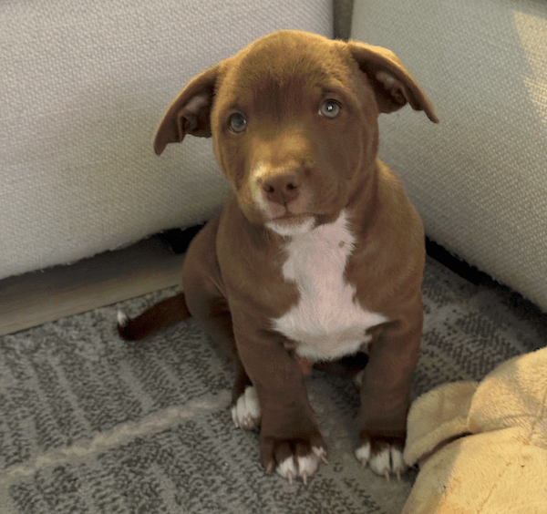 A small brown puppy with white markings, sitting on a rug beside a couch, looking curiously at the camera.