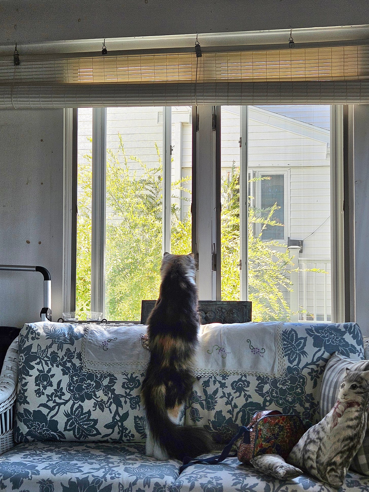a calico cat looking out a window