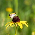 All but gone, now full of promise: How scientists and zoos are saving Michigan's rarest butterfly