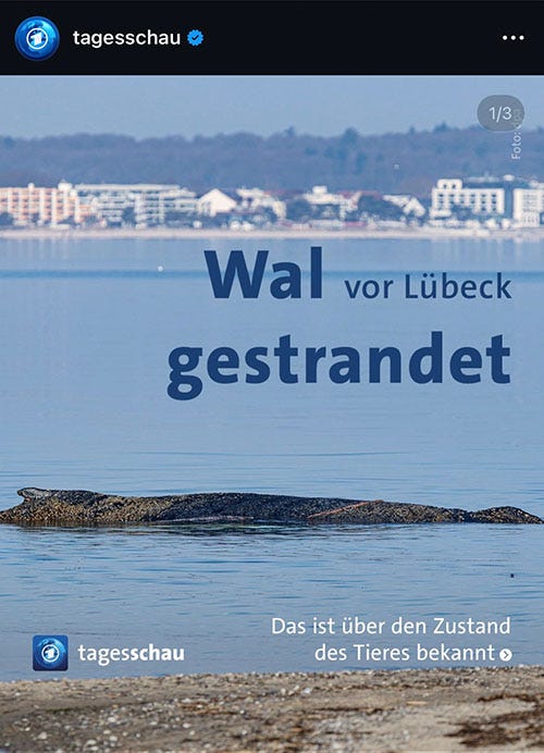 Headline: Wal vor Lübeck gestrandet Headline: Wal vor Lübeck gestrandet