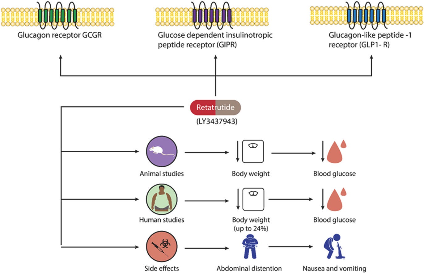 retatrutide cycle Substack Series 3 of 6: Retatrutide – The Next Frontier in Longevity and  Metabolic Health