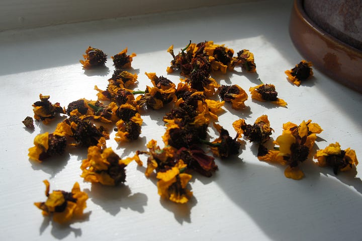 First harvest taken from the Coreopsis tinctoria dye pilot, and jars of solar dyes. My own handful harvest fresh from the plants drying in the sun, and a wonderful find of fresh gall nuts (used to create black).