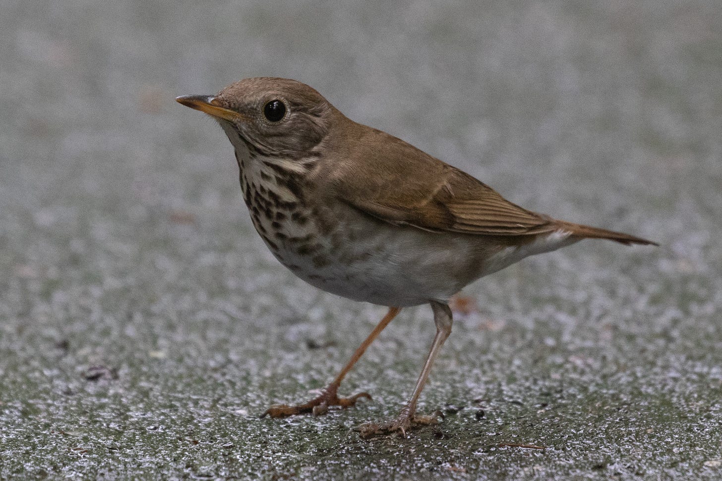 a reddish-brown bird with a black-tipped yellow beak standing on concrete facing the viewer, body facing the left. it has big dark eyes and gray-brown cheeks