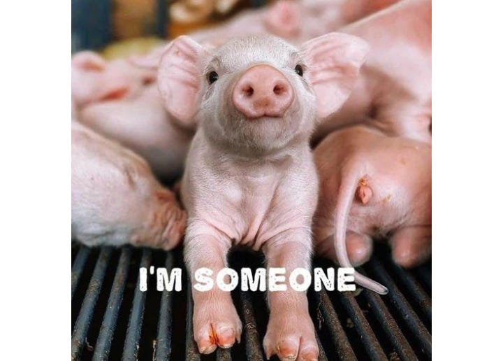 I'm not bacon, ham, or pork—I'm someone. I feel, I think, and I want to live just like you. If you wouldn’t harm a dog, why harm me? Choose kindness. Choose vegan. 🌱 I'm not bacon, ham, or pork—I'm someone. I feel, I think, and I want to live just like you. If you wouldn’t harm a dog, why harm me? Choose kindness. Choose vegan. 🌱