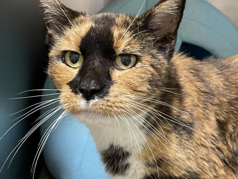 Tortitude: Beautiful Agatha seeks forever home