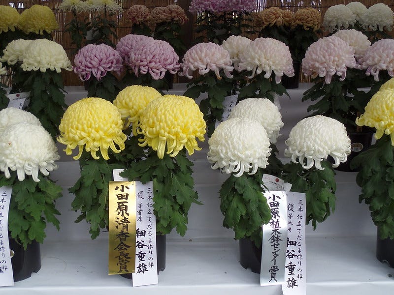 chrysanthemum competition winners chrysanthemum competition winners