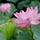 Japanese Incense Ceremony ・ Lotus Peace Project