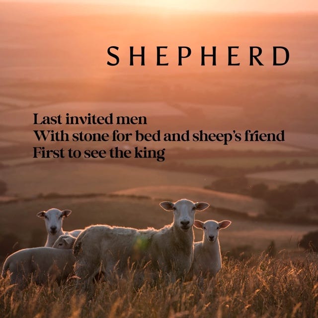 A group of sheep in a field

Description automatically generated with medium confidence