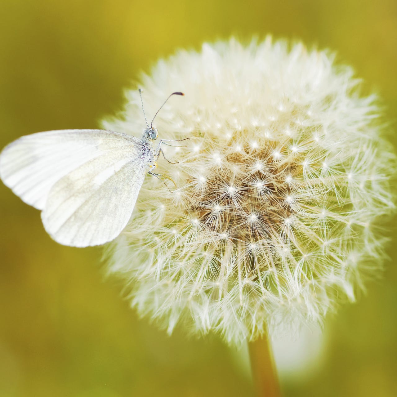 Tales from a Half Wild Garden