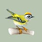 Firecrest Nutrition's avatar
