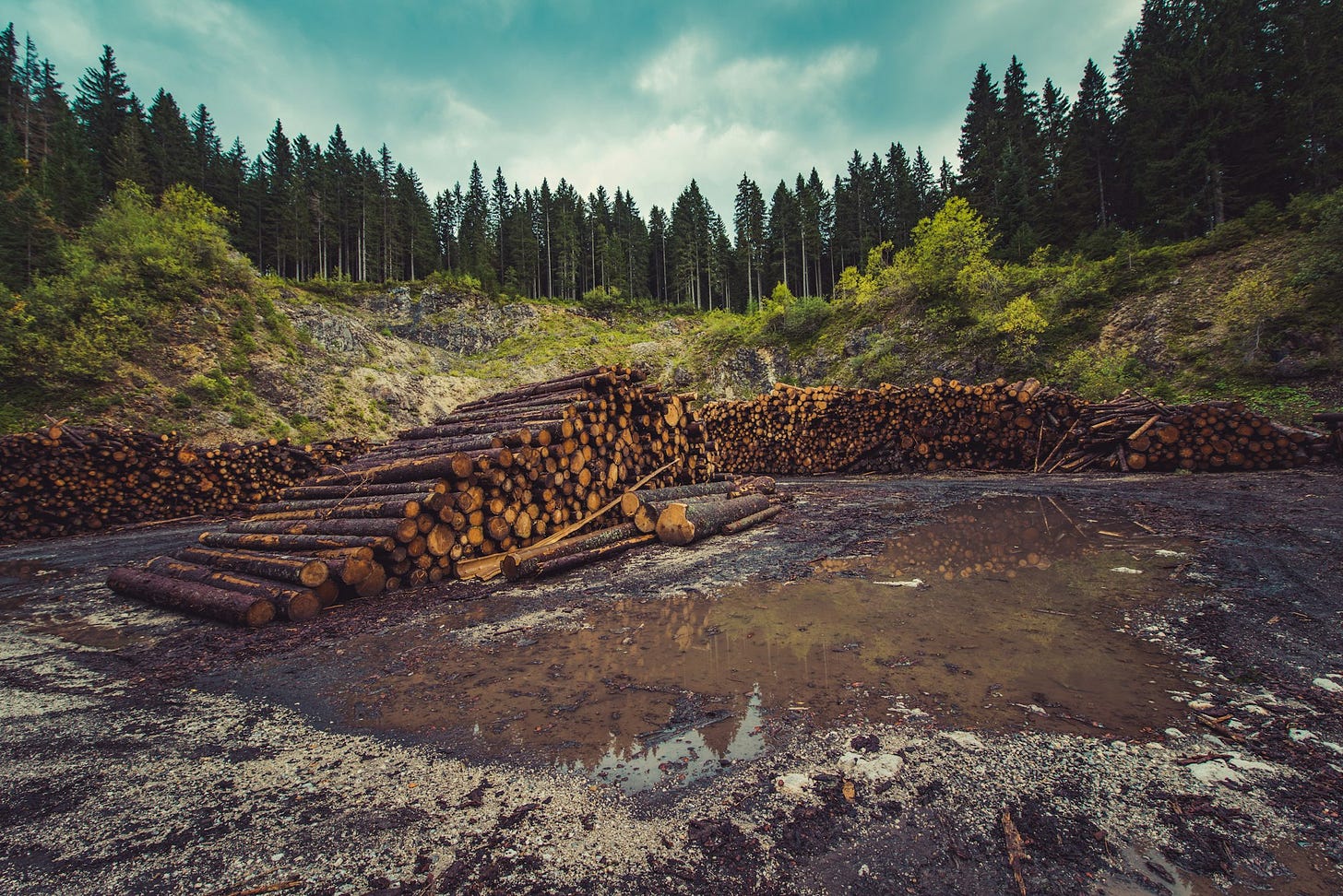 logged firewood on river