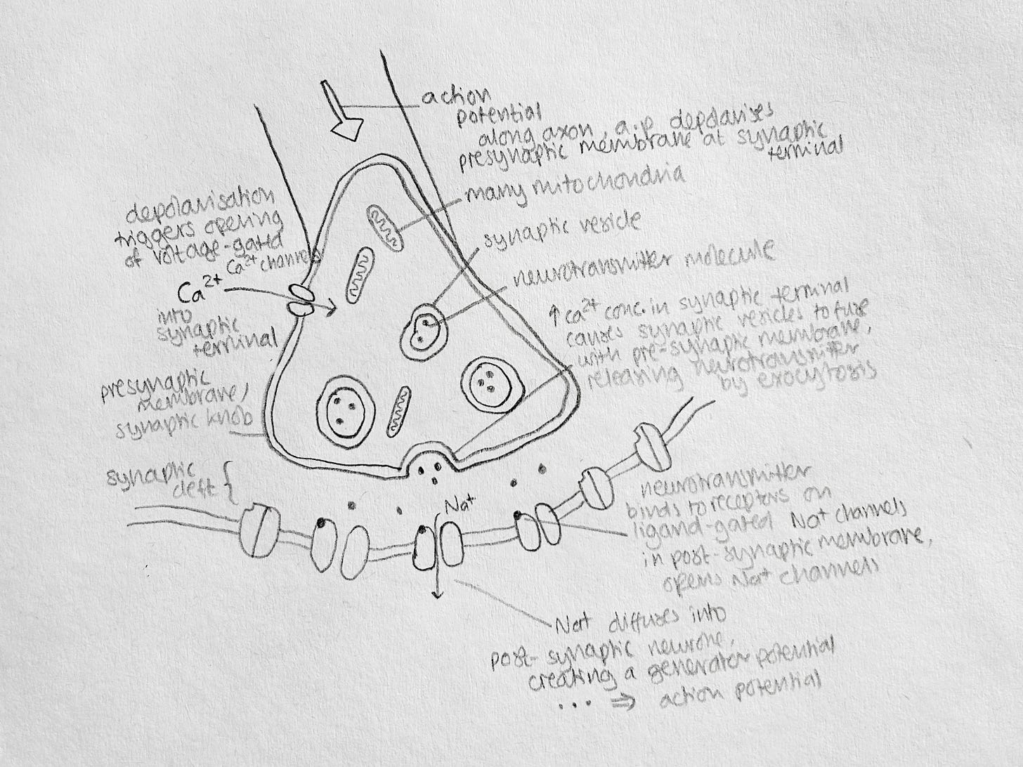 A diagram of a cell

Description automatically generated