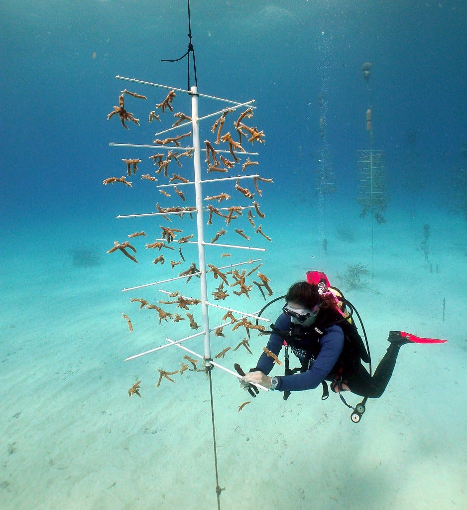 Floating PVC tree used for growing and rearing staghorn corals. Tavernier, Florida. Photo © Coral Restoration Foundation Floating PVC tree used for growing and rearing staghorn corals. Tavernier, Florida. Photo © Coral Restoration Foundation