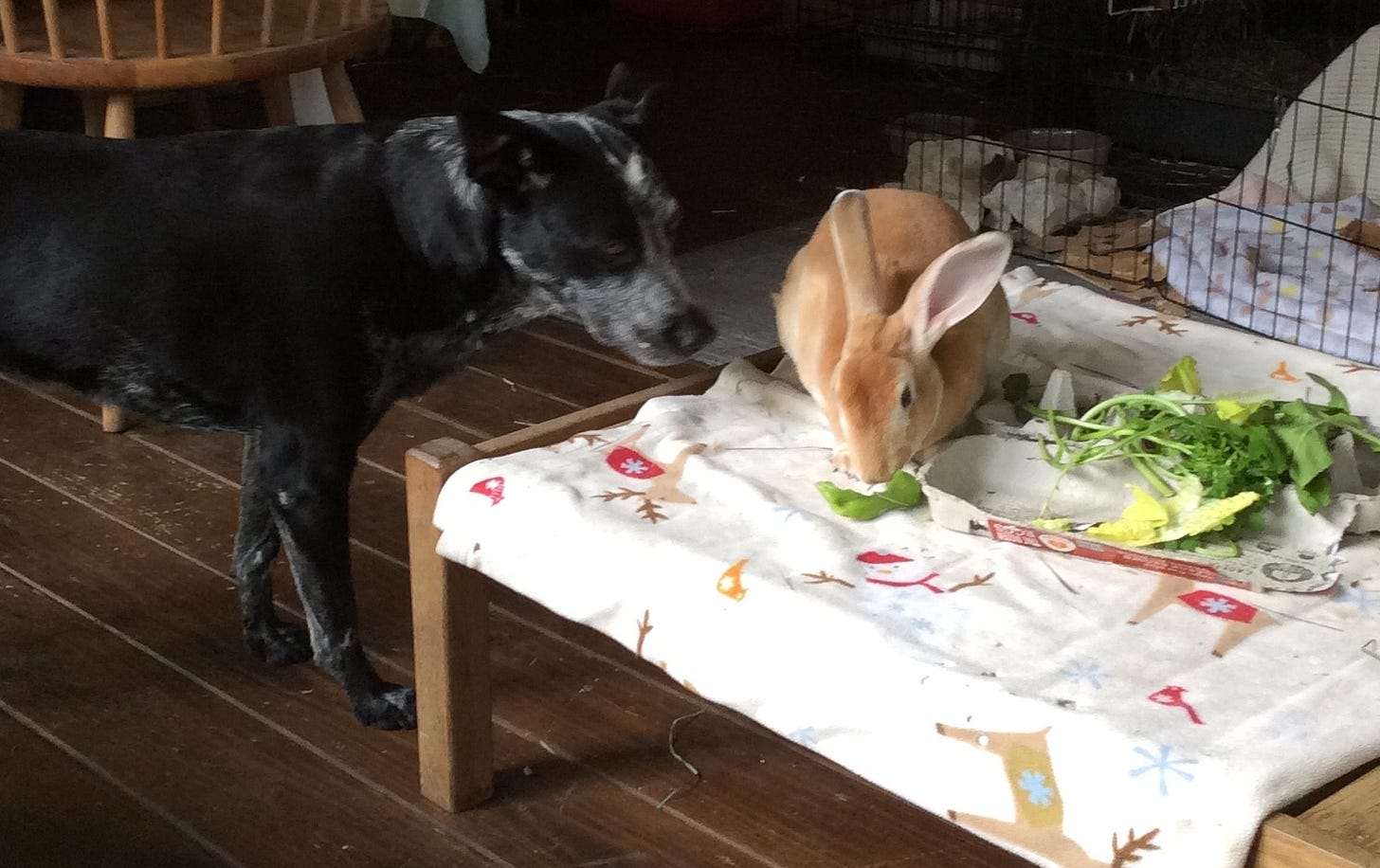 Dog and rabbit
