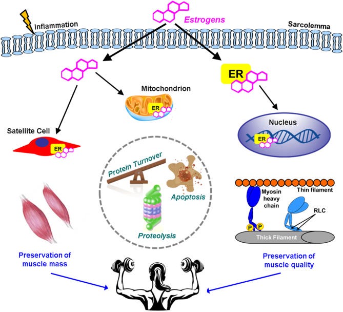 Aging of the musculoskeletal system: How the loss of estrogen impacts muscle  strength - ScienceDirect