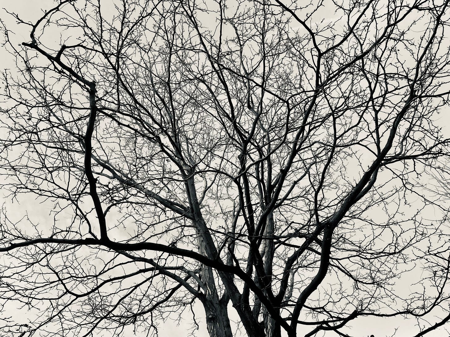 naked tree, letting go makes room for other opportunities, let go to thrive, let go of what doesn't serve you