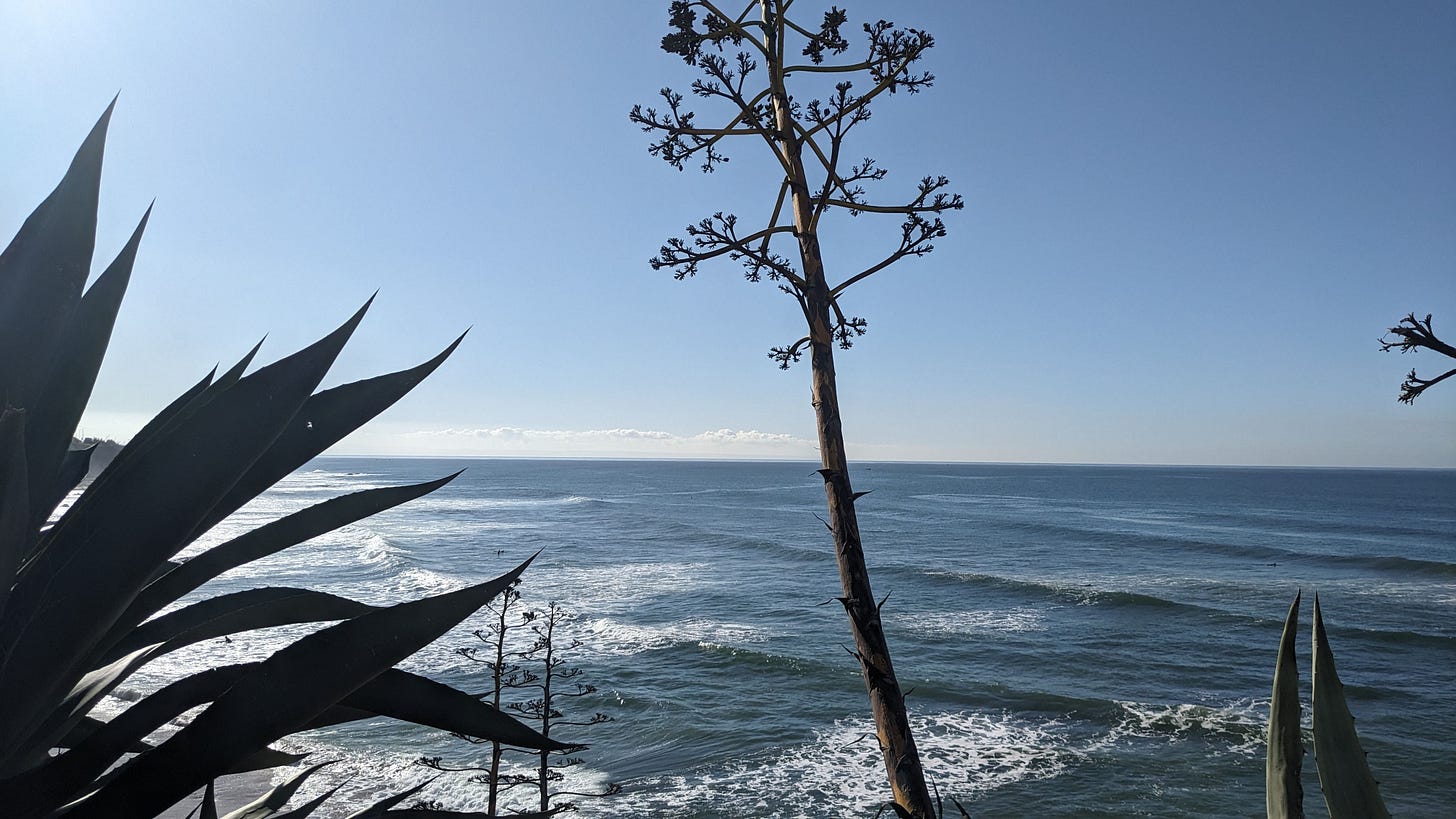 Photo of the ocean on a sunny day, looking down from a high point with a foreground of plants