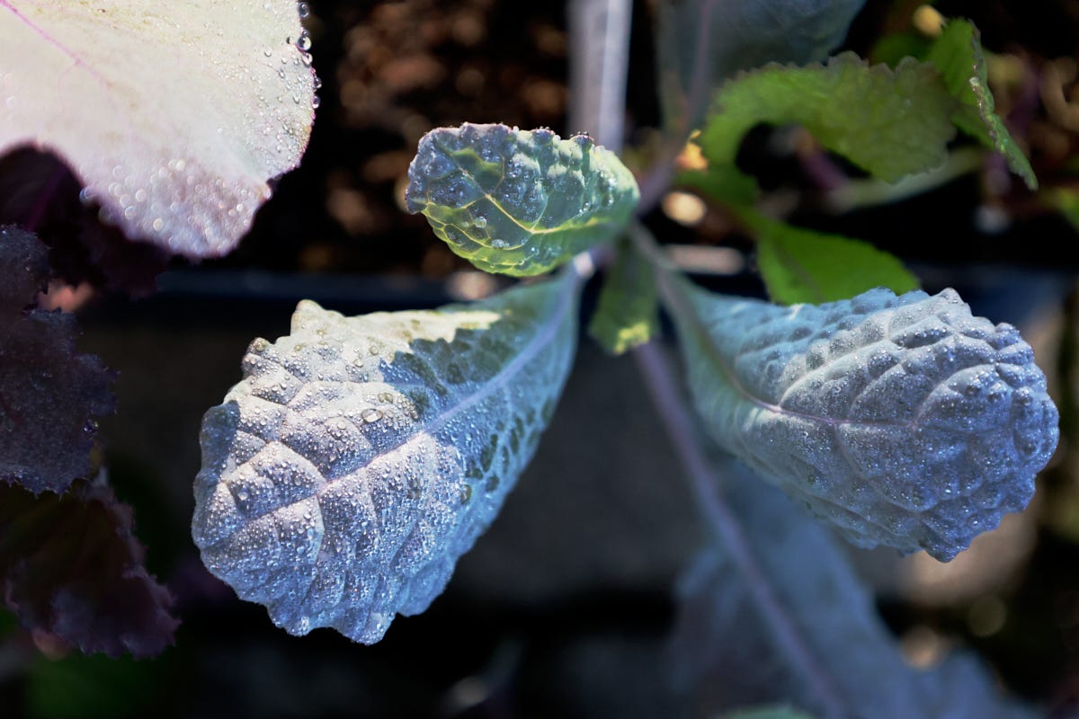 kale seedlings