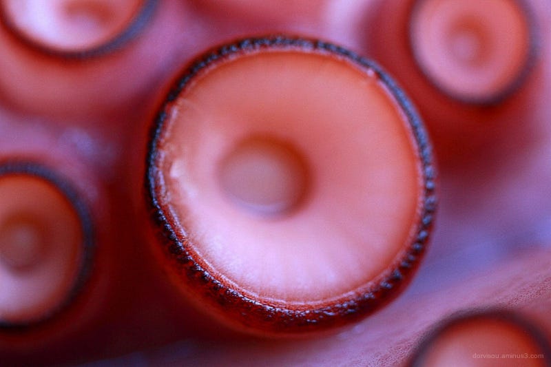 Geometrías de un pulpo