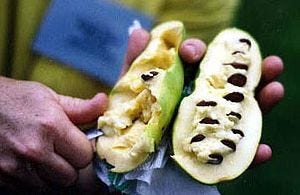 Wikipedia Paw Paw Wikipedia Paw Paw