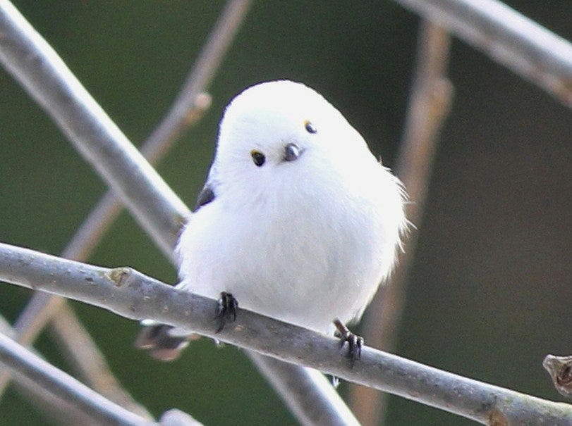 r/Awwducational - a small white bird on a branch