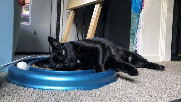Keno, who belongs to VIP Vanessa, enjoys drowning his toys in his water dish and thrives on face scratches, but only in the morning or afternoon. Want your pet to appear in The Highlighter? hltr.co/pets Keno, who belongs to VIP Vanessa, enjoys drowning his toys in his water dish and thrives on face scratches, but only in the morning or afternoon. Want your pet to appear in The Highlighter? hltr.co/pets