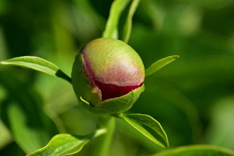 Four photos, one of pods opening and reaching toward the sun; another of a tightly closed bud of a red flower, large and bulbous; a young cardinal on a porch banister looking confused; a pink bud that is beginning to burst open.