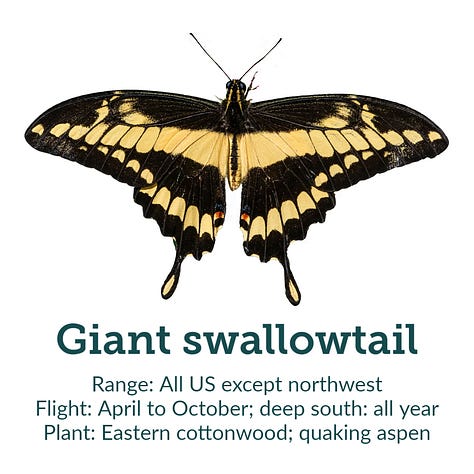 Images of 8 showy American butterflies, including monarch, with native host plant recommendations, with ranges and flight times