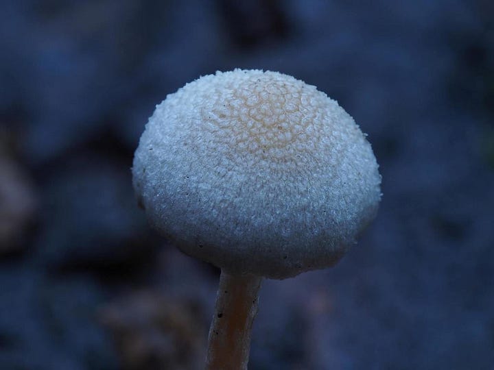 Tympanella galanthina