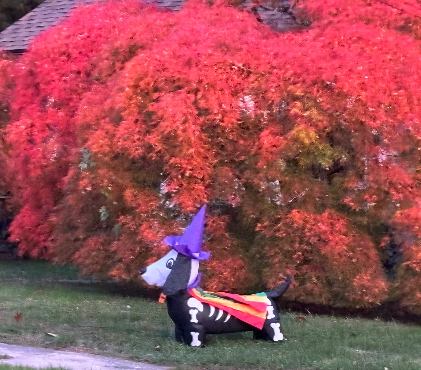 bright red bushes, an inflatable dog stands in frnt of them wearing a rainbowo cape and witches hat