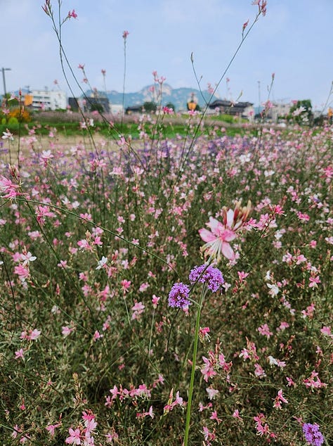 "Mayor" Jenna around some of her favorite locations in Korea including at the base of Sanbang Mountain, overlooking wild flowers in Seoul, looking out into the ocean, and looking down at a traditional Korean seafood meal in Mokpo, the city where she was borh