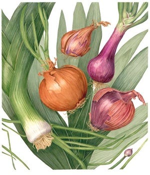 From the Spring Foraging Cookbook: Wild Onions and Garlic