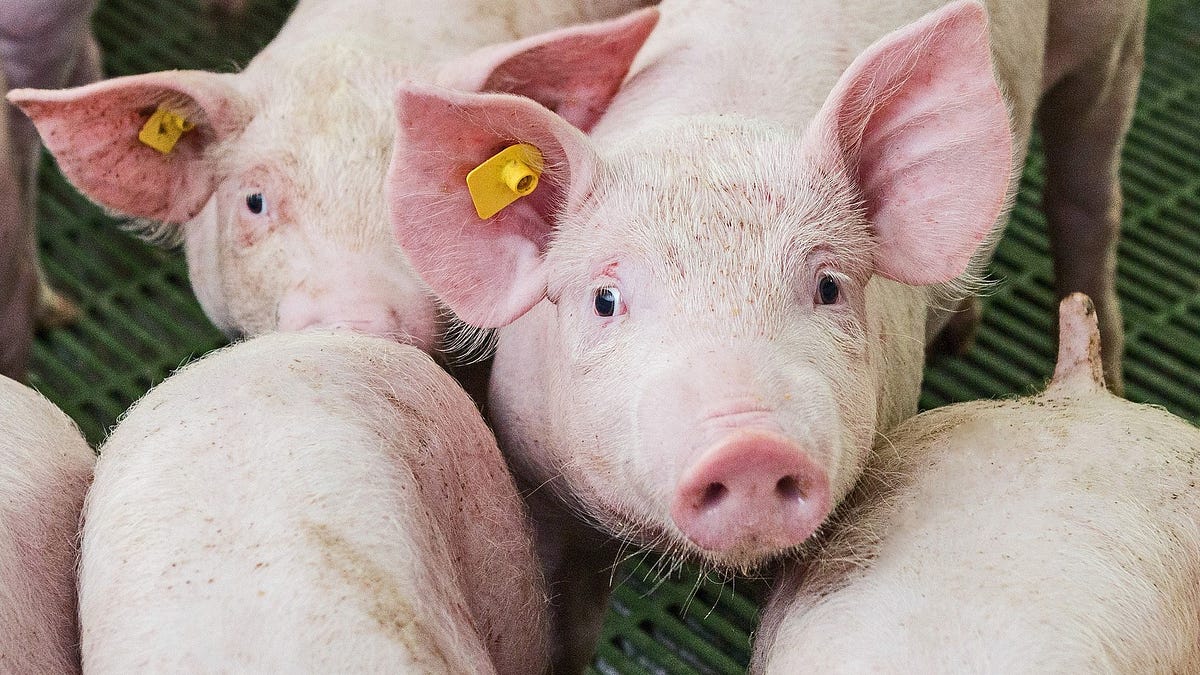 thewinepress.substack.com