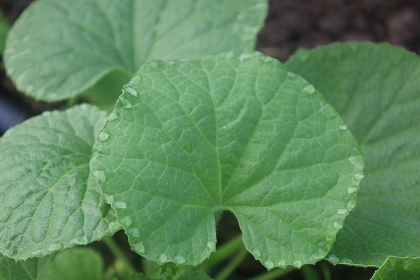 Dew drops on melon leaves