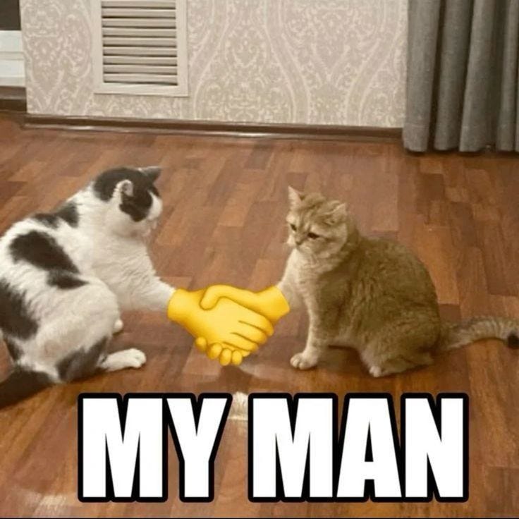 MY MAN CAT⭐🌞