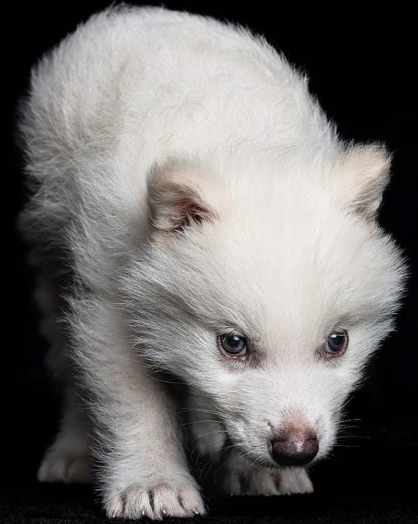 Photo of what looks like completely white German Shepherd puppy crouching towards the viewer. It is Remus, at two months. Born to a mixed-breed dog, Remus has ancient dire-wolf DNA that was inserted with CRISPR.Photograph by John Davidson / Courtesy Colossal Biosciences.