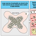 “Inside the Myeloid Lineage: Neutrophils, Eosinophils & Basophils”