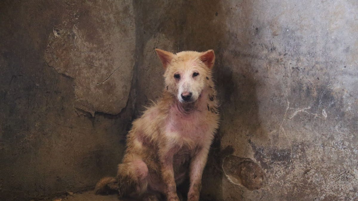 Why We Rescue - by Wayne Hsiung - The Simple Heart